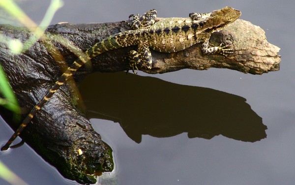 Eastern Water Dragon