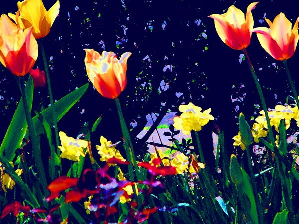 Tulips 4