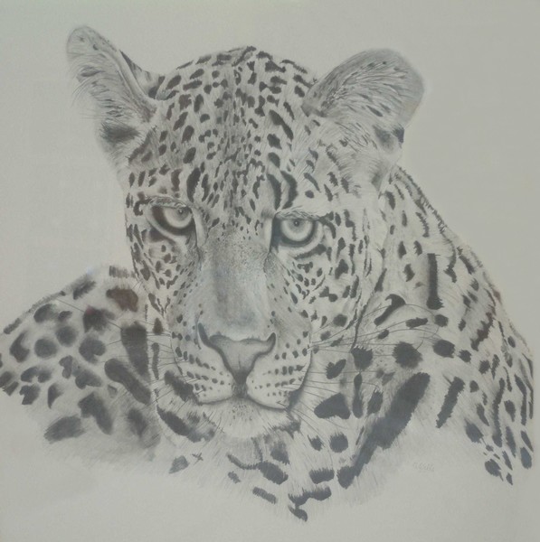 Leopard Glare