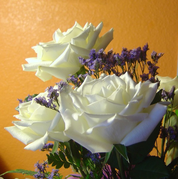 white on tangerine