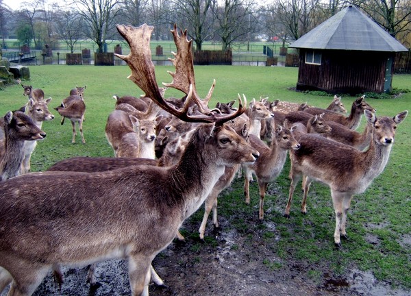 Deer