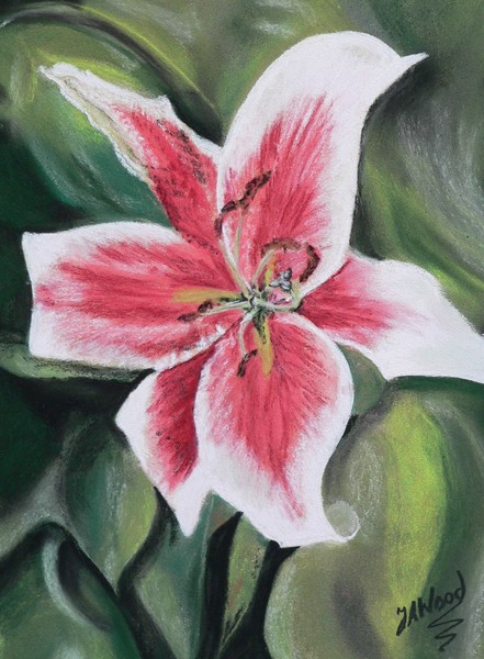 Pink Lily