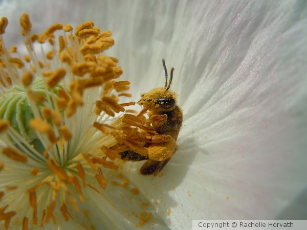 solitairy bee 