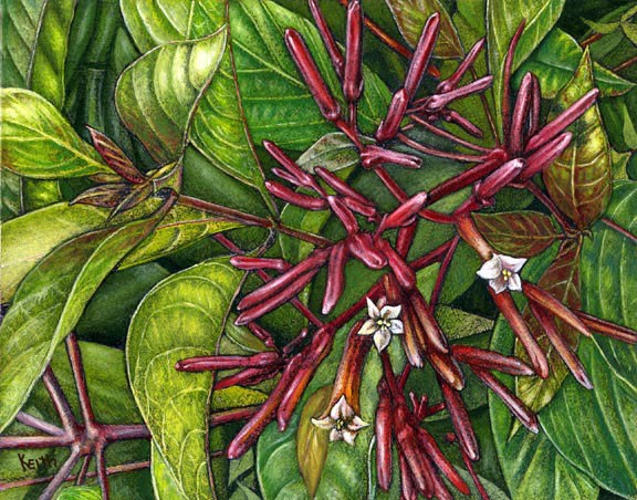 HAMELIA (FIREBUSH)