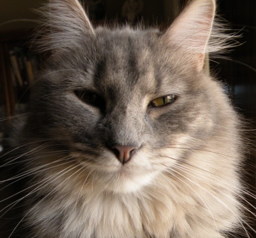 Fluffy 2011