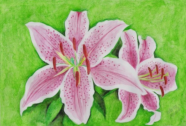 Lillies