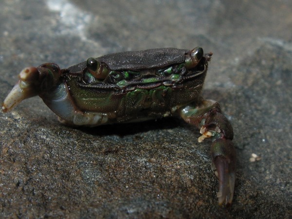 miniature crab