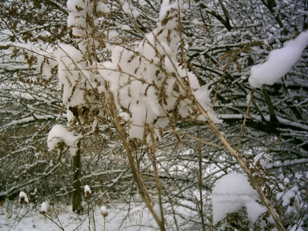 Snow Wolf