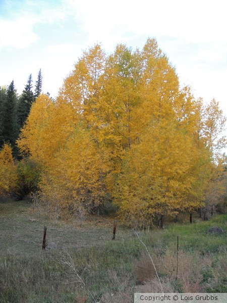 Fall Foilage Sept 2011 My camera 039