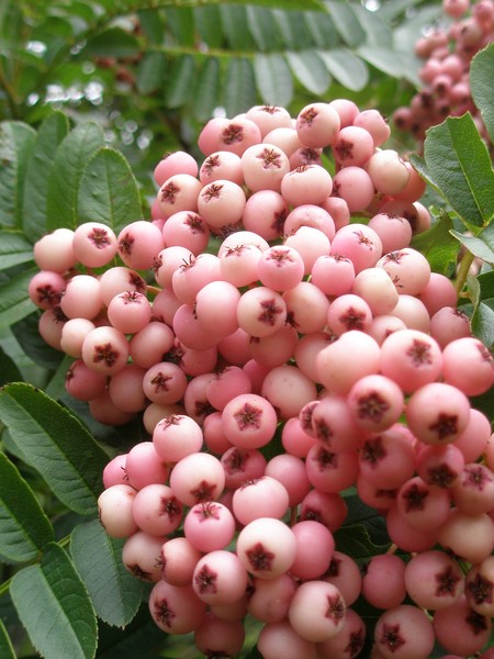 Pink Berries