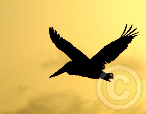 Pelican Silhouette!