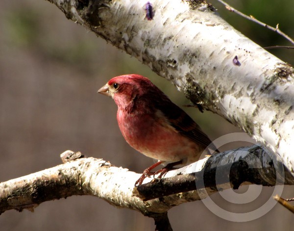 Mr. Purple Finch!