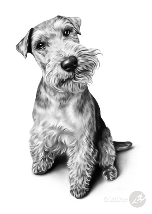 Rufus