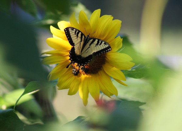 Eastern Tiger Swallowtail 4