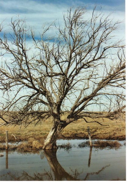 Dead tree