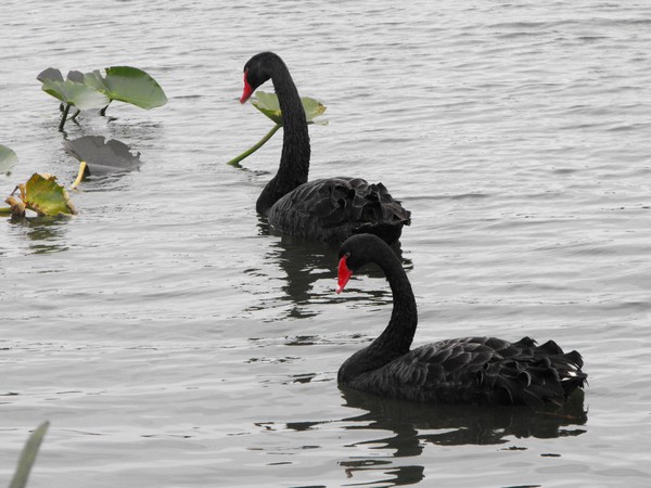 Black Swans