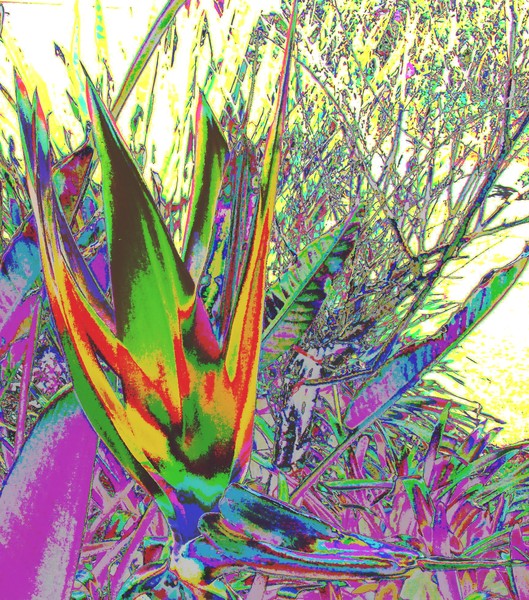 Bird of Paradise