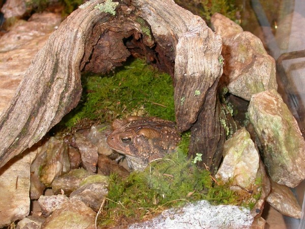 Bufo americanus