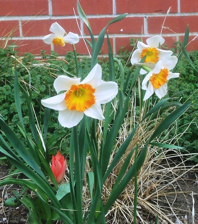Daffodils with Brick Backdrop