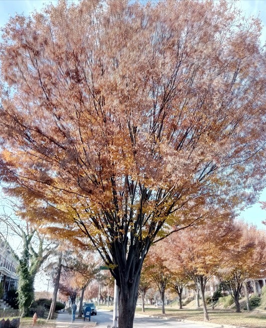 Autumn Season Trees