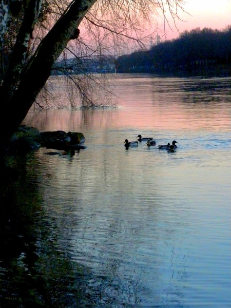 Twilight swim