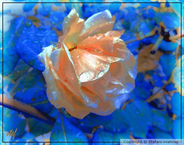 rose blues