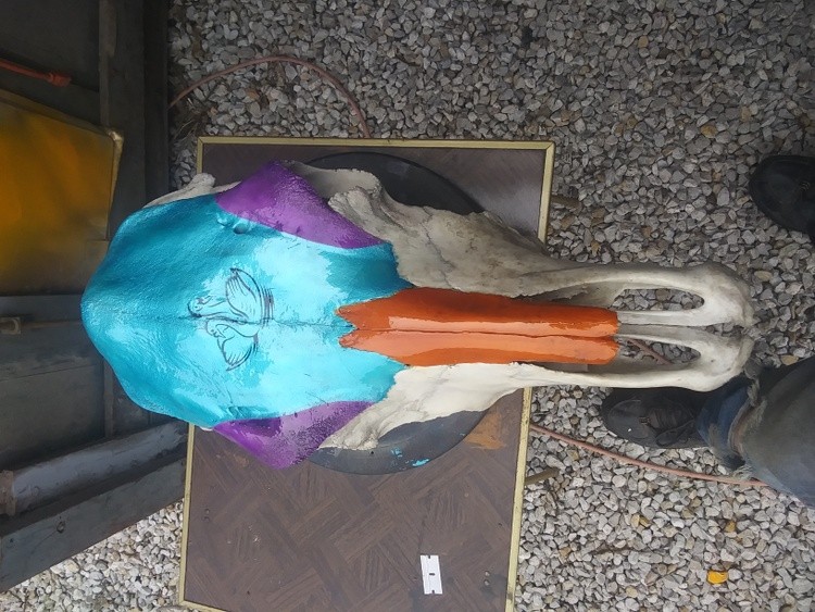 swan skull