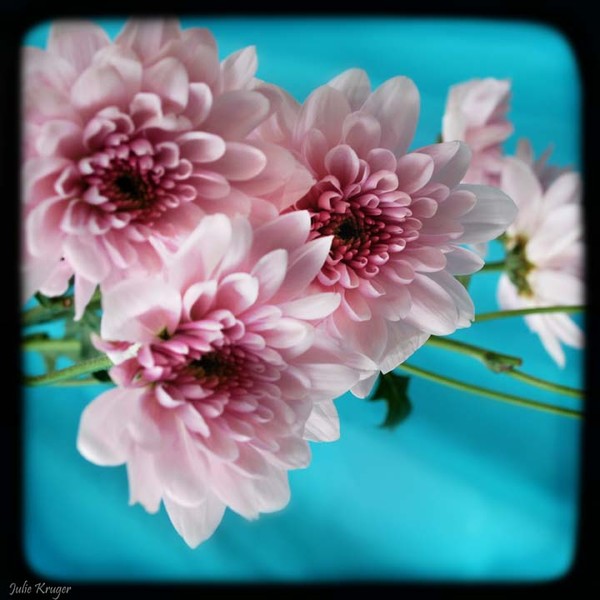 Vintage Daisy 2