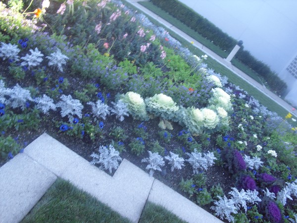 Cabbage Flowers