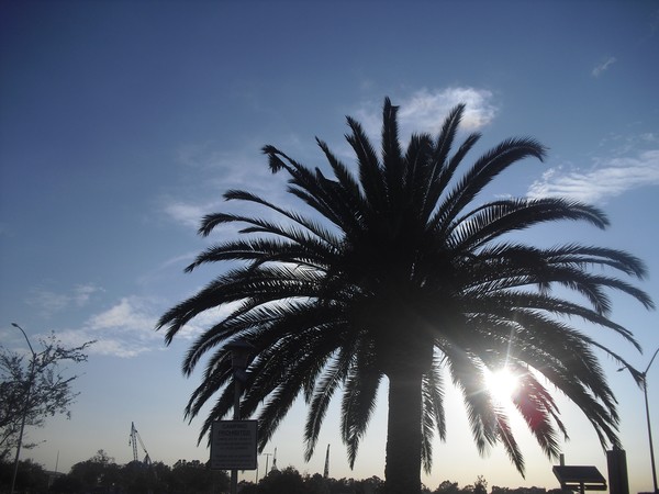 Palm Sunset