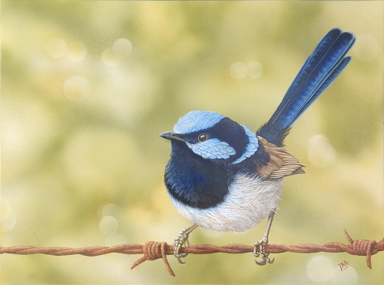 A Superb Blue Wren