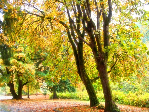 Autumn Wonderland