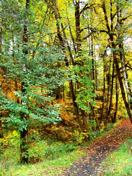 Pretty Path 