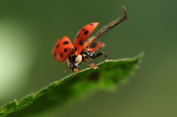 LADY BUG 2