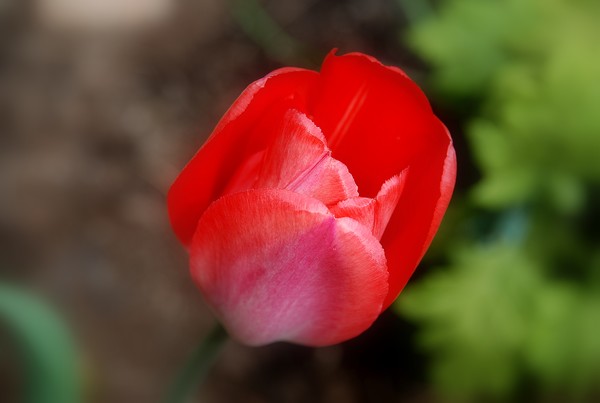 tulip