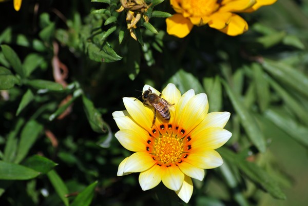 Nikon_07052009_3828