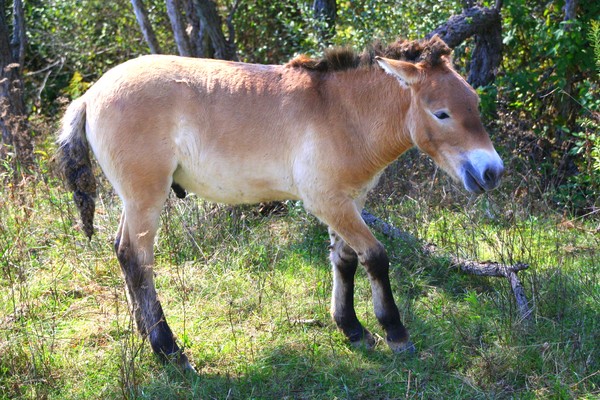 Przewalski's Wild Horse 
