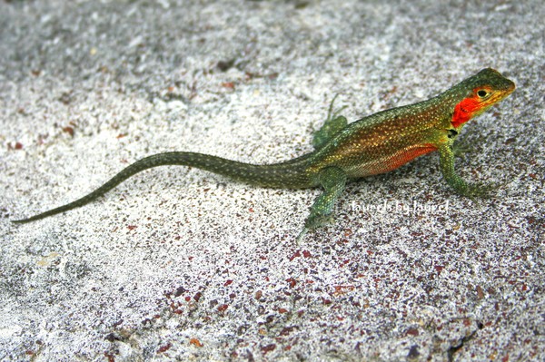 Lava LIzard in Santa Cruz