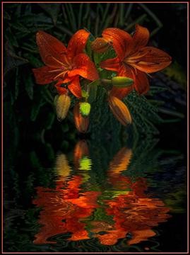 lily