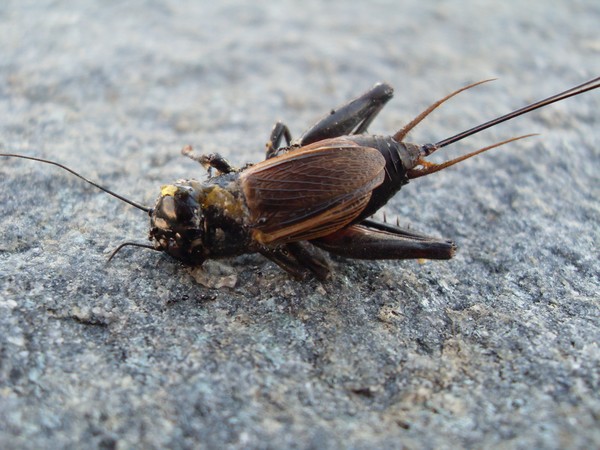 Cricket