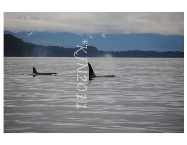 Orca's in Alaska