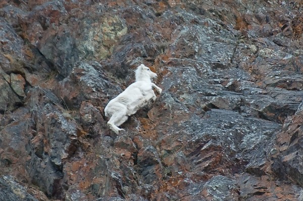 Agility 