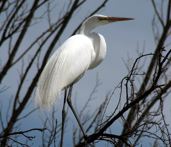 Egret2