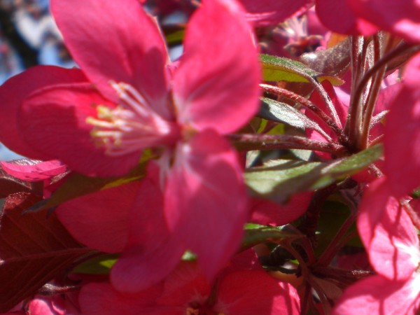 CrabApple_Bloom_2