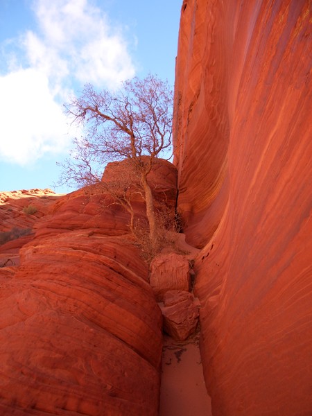 Red Tree