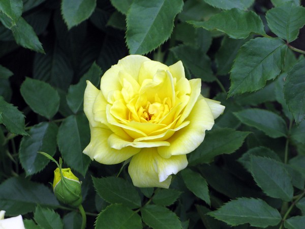 Yellow Rose