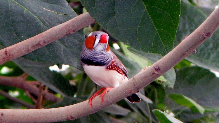 Red beak bird 1366x768