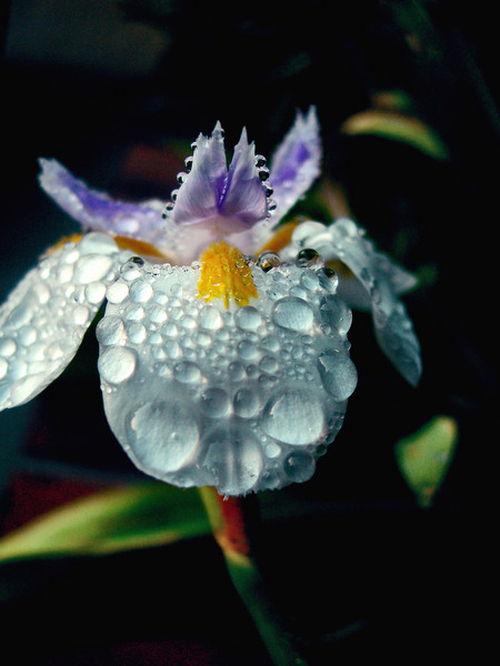  Fraicheur Iris