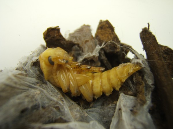 superworm pupa