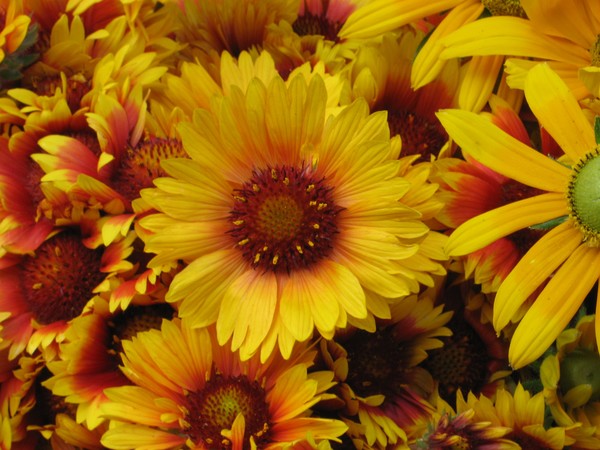 Fire Flower